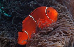 Spinecheek anemone are one of my favourite fish. Their fa... by John Natoli 